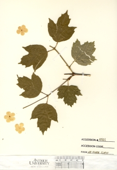 primary herbarium image