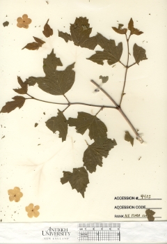 primary herbarium image