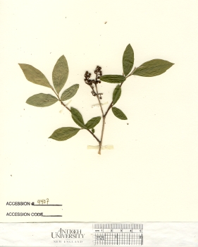 primary herbarium image
