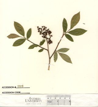 primary herbarium image
