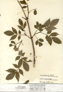 primary herbarium image