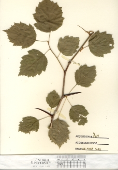 primary herbarium image