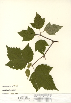 primary herbarium image