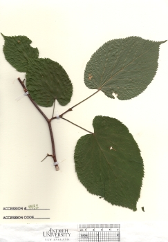 primary herbarium image