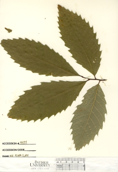 primary herbarium image