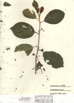 primary herbarium image