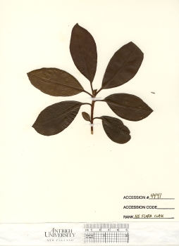 primary herbarium image