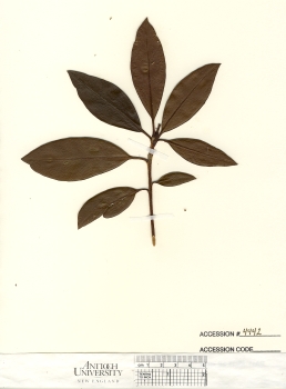 primary herbarium image