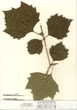 primary herbarium image