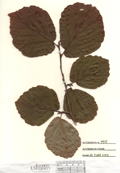 primary herbarium image