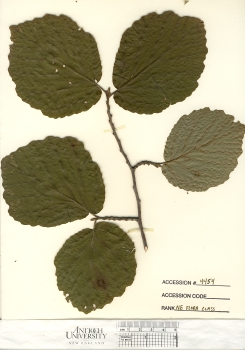 primary herbarium image