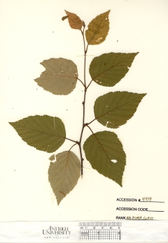 primary herbarium image