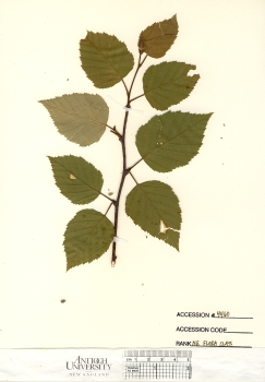 primary herbarium image