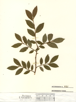 primary herbarium image