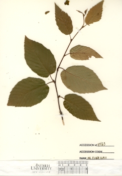 primary herbarium image