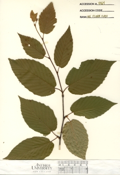 primary herbarium image
