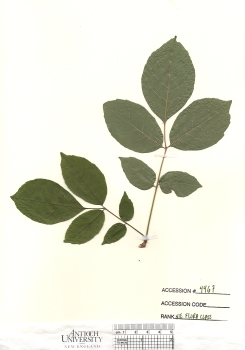 primary herbarium image