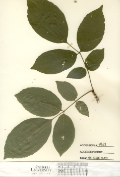 primary herbarium image