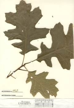 primary herbarium image