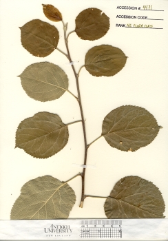 primary herbarium image