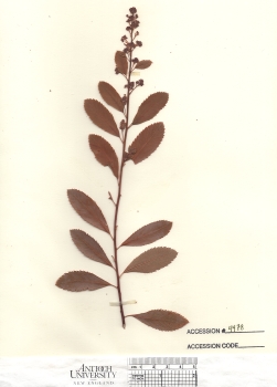 primary herbarium image