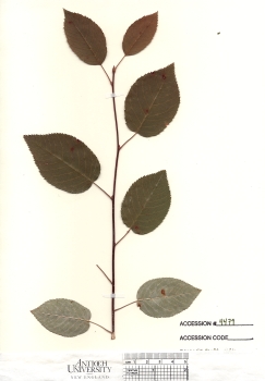 primary herbarium image