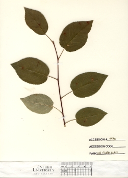 primary herbarium image