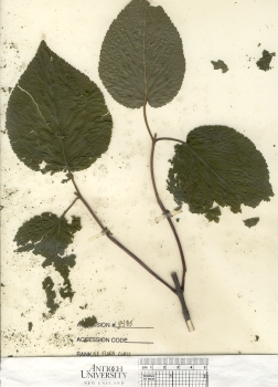 primary herbarium image