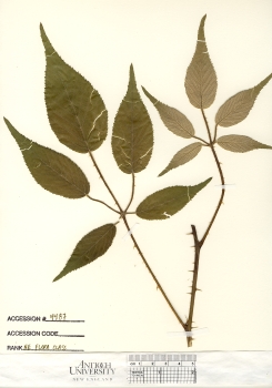 primary herbarium image