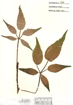 primary herbarium image