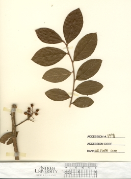 primary herbarium image