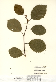primary herbarium image