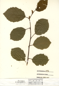 primary herbarium image