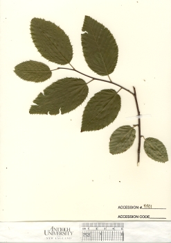 primary herbarium image