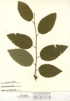 primary herbarium image