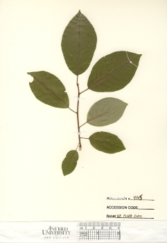 primary herbarium image