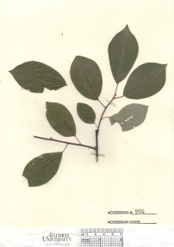 primary herbarium image