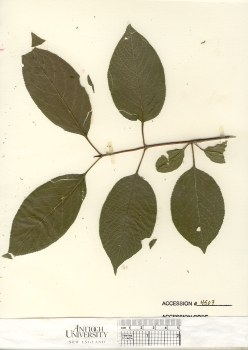 primary herbarium image