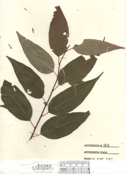 primary herbarium image