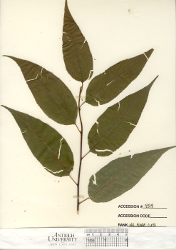 primary herbarium image