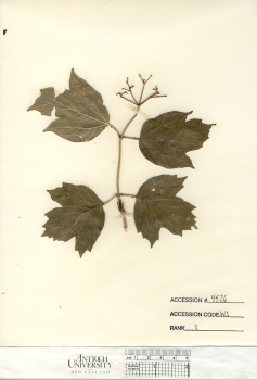 primary herbarium image