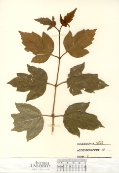 primary herbarium image