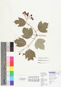 primary herbarium image