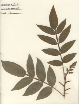 primary herbarium image