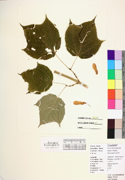 primary herbarium image