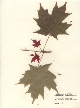 primary herbarium image