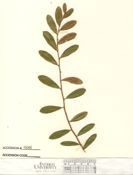 primary herbarium image