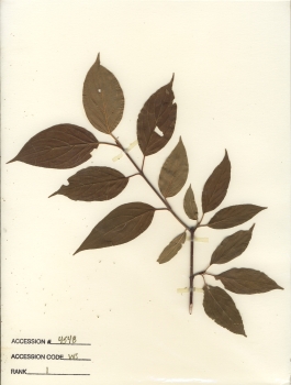primary herbarium image