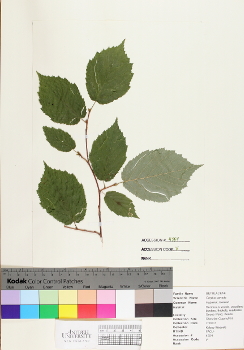 primary herbarium image