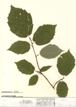 primary herbarium image